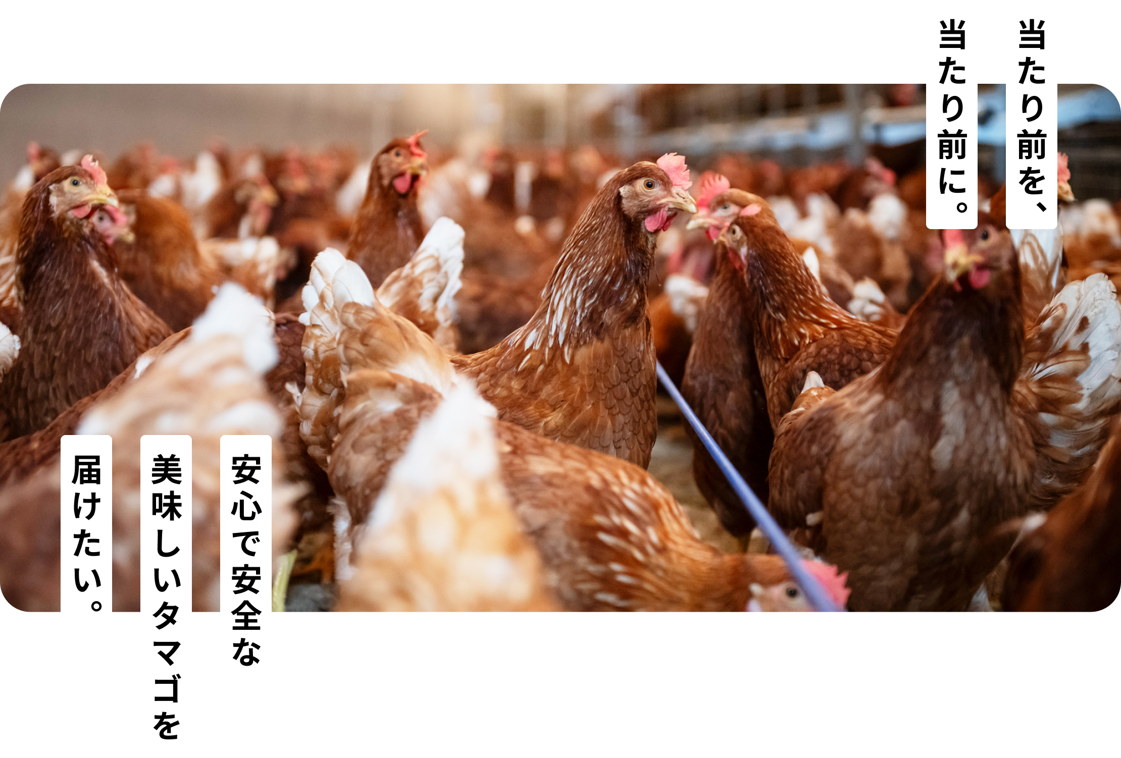 当たり前を、当たり前に。安心で安全な美味しいタマゴを届けたい。